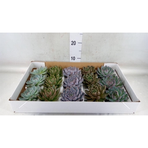 Echeveria   ...mix