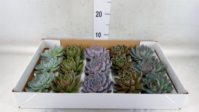 <h4>Echeveria   ...mix</h4>