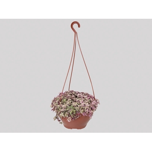 TOSTAO ROSA C21