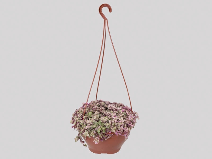 TOSTAO ROSA C21
