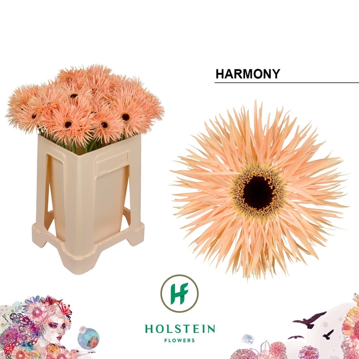<h4>GE GS GERSP HARMONY</h4>