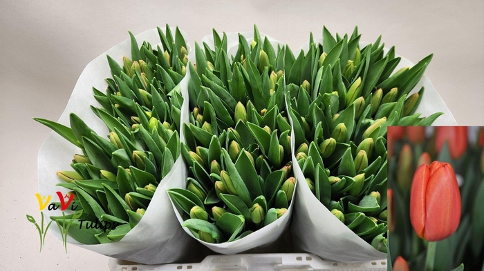 <h4>TU EN ORANGE JUICE</h4>