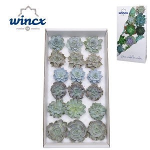 Echeveria Ice Mix (Wincx) Cutfl (6 Spcs) Wincx-8cm