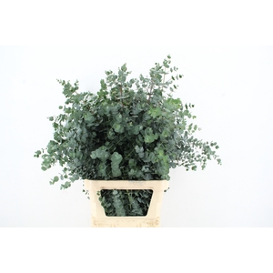 EUC GU AZURA 100CM
