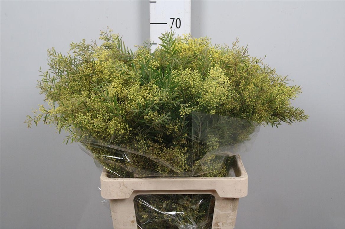 <h4>Acacia Chiaro De Luna Per Bunch</h4>