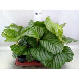 Calathea orbifolia