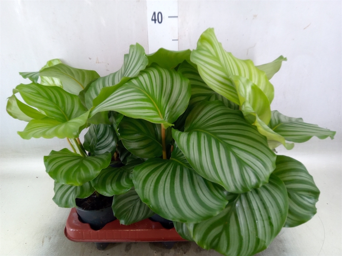 <h4>Calathea orbifolia</h4>