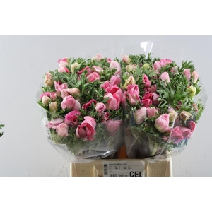 Anem Co Mistral Pink