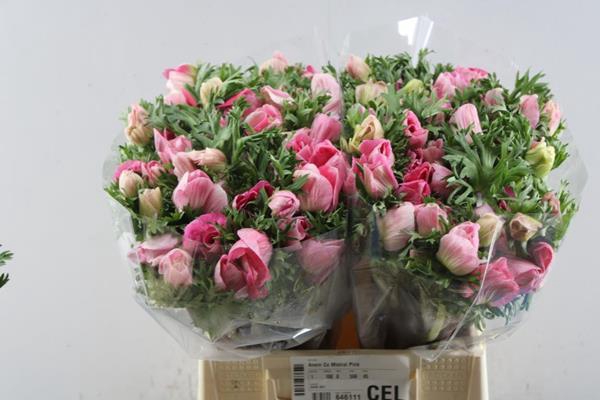 <h4>Anem Co Mistral Pink</h4>