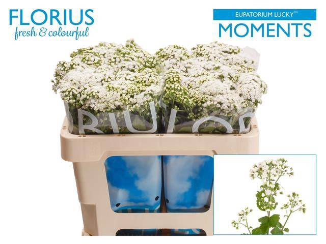 <h4>Eupat Ru Lucky Momen</h4>