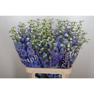 Delphinium DU 'Dewi Azul'