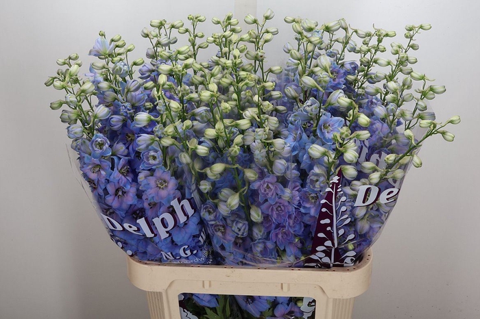 <h4>Delphinium DU 'Dewi Azul'</h4>