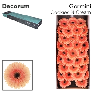 Germini Cookies n Cream Doos