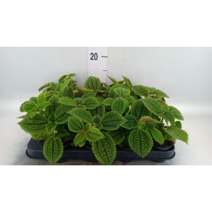 Pilea alumi