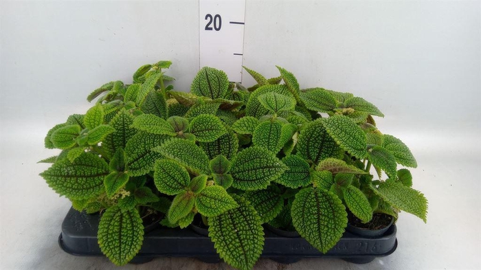 <h4>Pilea alumi</h4>