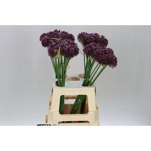 Allium Purple Mystery