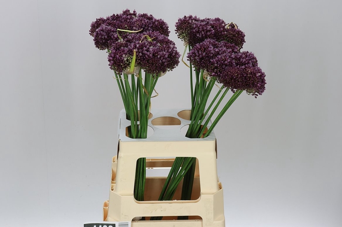 <h4>Allium Purple Mystery</h4>