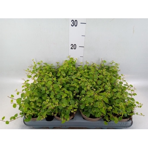 Ficus pumila 'White Sunny'