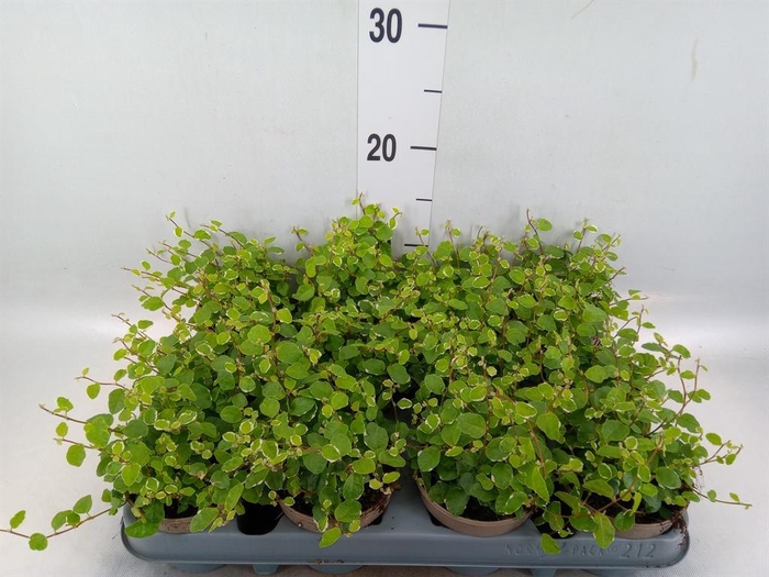 <h4>Ficus pumila 'White Sunny'</h4>