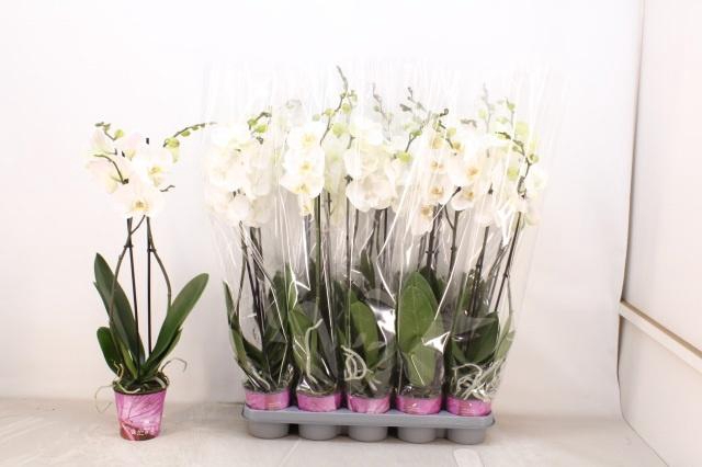 <h4>PHAL OV WIT</h4>