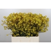 Anigozanthos Bush Down