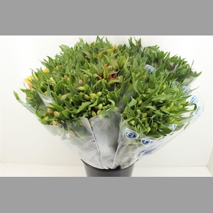 Boeket Mono Alstroemeria Mix