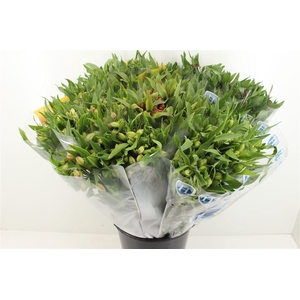Boeket Mono Alstroemeria Mix