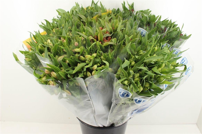 <h4>Boeket Mono Alstroemeria Mix</h4>