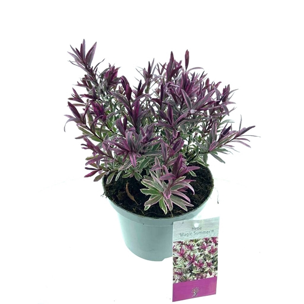<h4>Hebe 'Magic Summer' ®</h4>