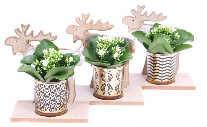 <h4>Kalanchoe wit 6 cm in goud design glas op houten rendier</h4>