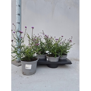VASTE PLANTEN OV