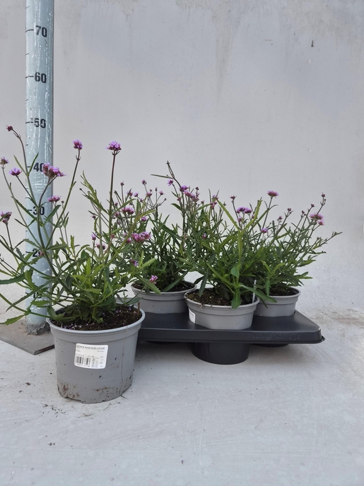 <h4>VASTE PLANTEN OV</h4>