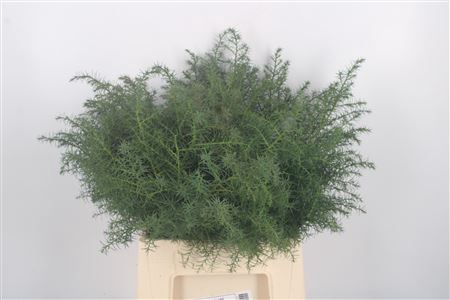 <h4>Con. Cryptomeria Per Pak</h4>