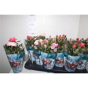 ** Ro Star Roses Gem Winter Promo *