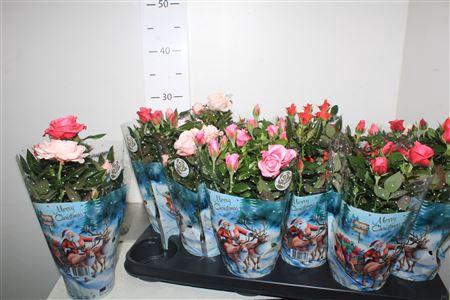 ** Ro Star Roses Gem Winter Promo *