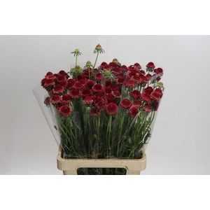 Scabiosa Scoop Hot Pink