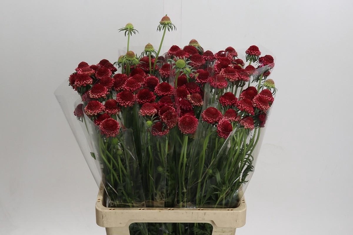 <h4>Scabiosa Scoop Hot Pink</h4>