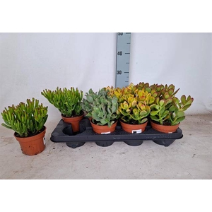 Crassula Mixed 12Ø 25cm