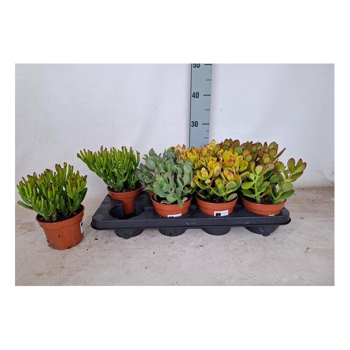 <h4>Crassula Mixed 12Ø 25cm</h4>
