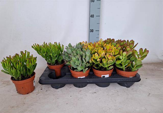 Crassula Mixed 12Ø 25cm
