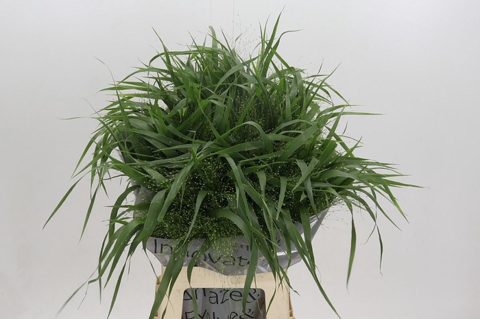 <h4>PANIC VI FONTAINE</h4>