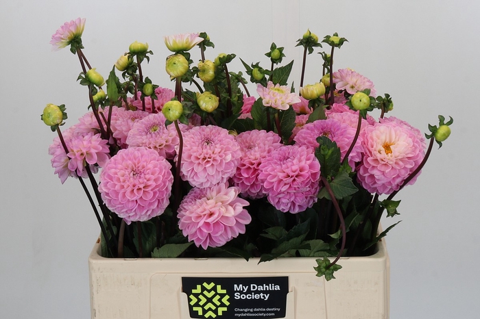 <h4>Dahlia Wizard of Oz</h4>