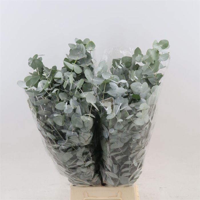 <h4>Eucalyptus Cinerea (per Bos)</h4>