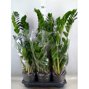 Zamioculcas zamiifolia