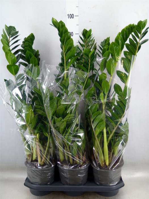 <h4>Zamioculcas zamiifolia</h4>