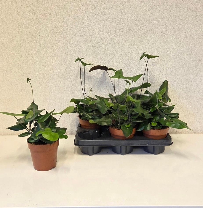 <h4>HEMIONITIS ARIFOLIA</h4>