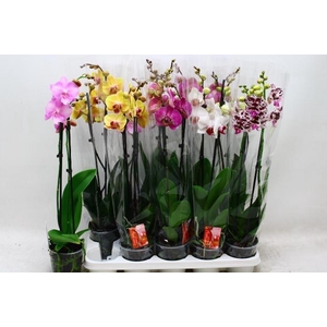 PHAL GEM 7 KL