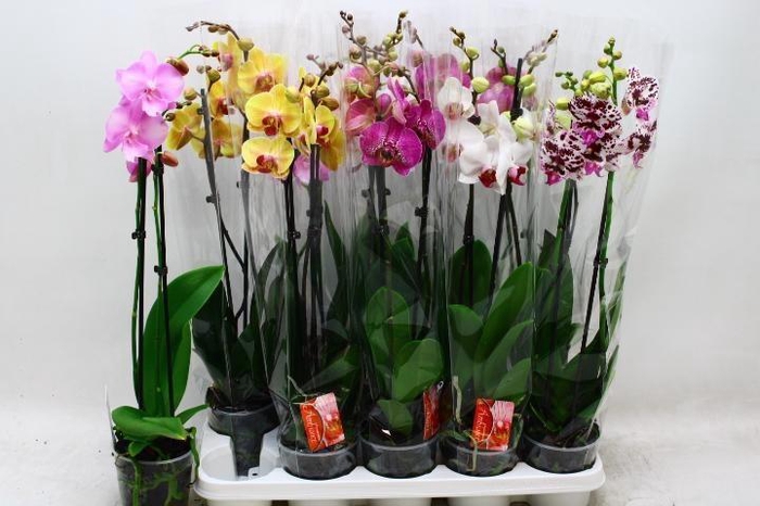 <h4>PHAL GEM 7 KL</h4>