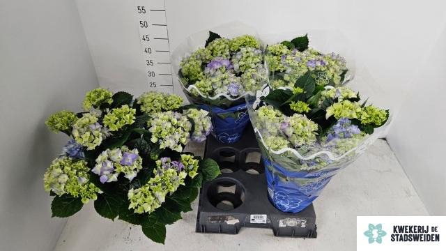 <h4>HYDR M EARLY BLUE</h4>