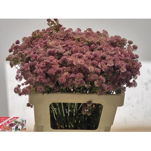 ASTR PINK SENSATION